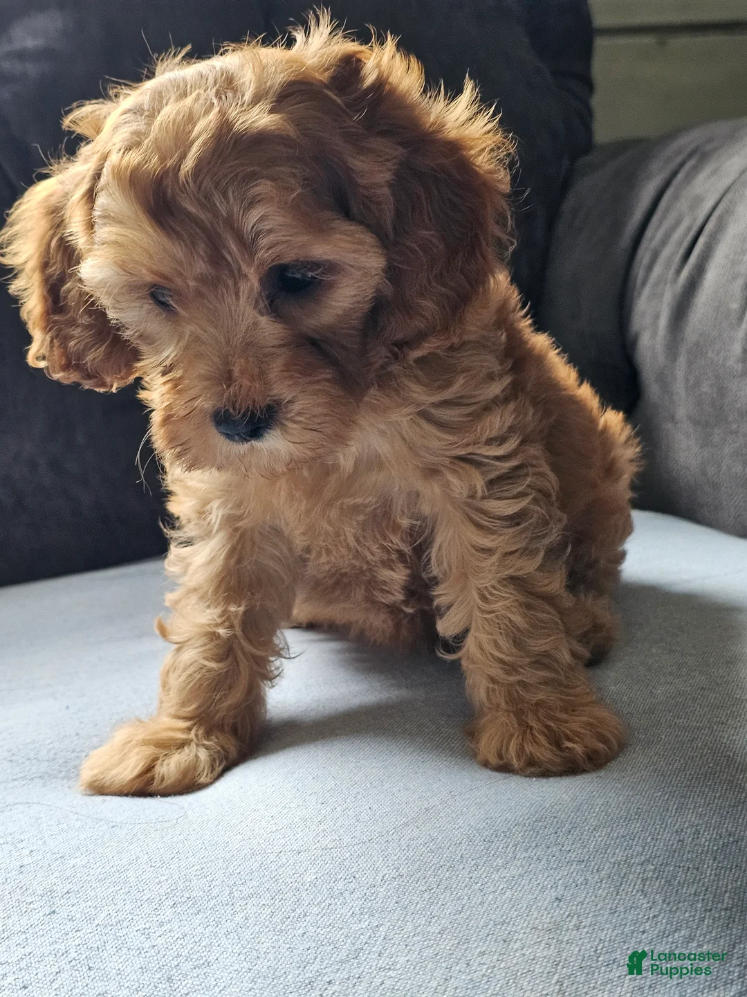Cavapoo dogs for sale: Koko  - Ad 2