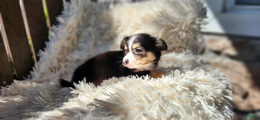 Chihuahua dogs for sale: Tony - Ad 2