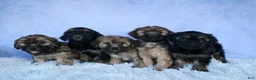 Shorkie dogs for sale: SALLY - Ad 18
