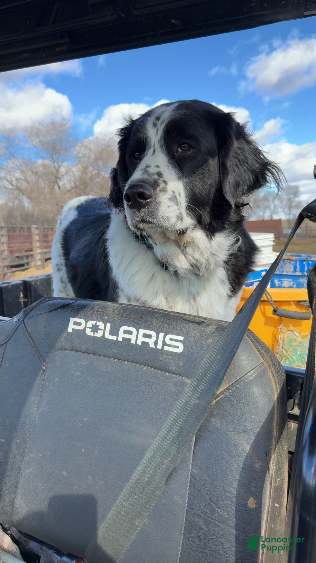 Mixed Breed dogs for sale: Mixed Breed Puppy 1 - Ad 3