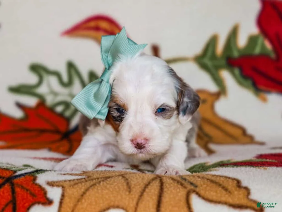 Mini Bernedoodle dogs for sale: Alix - Ad 1