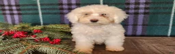 Mini Bernedoodle dogs for sale: Flake - Ad 8