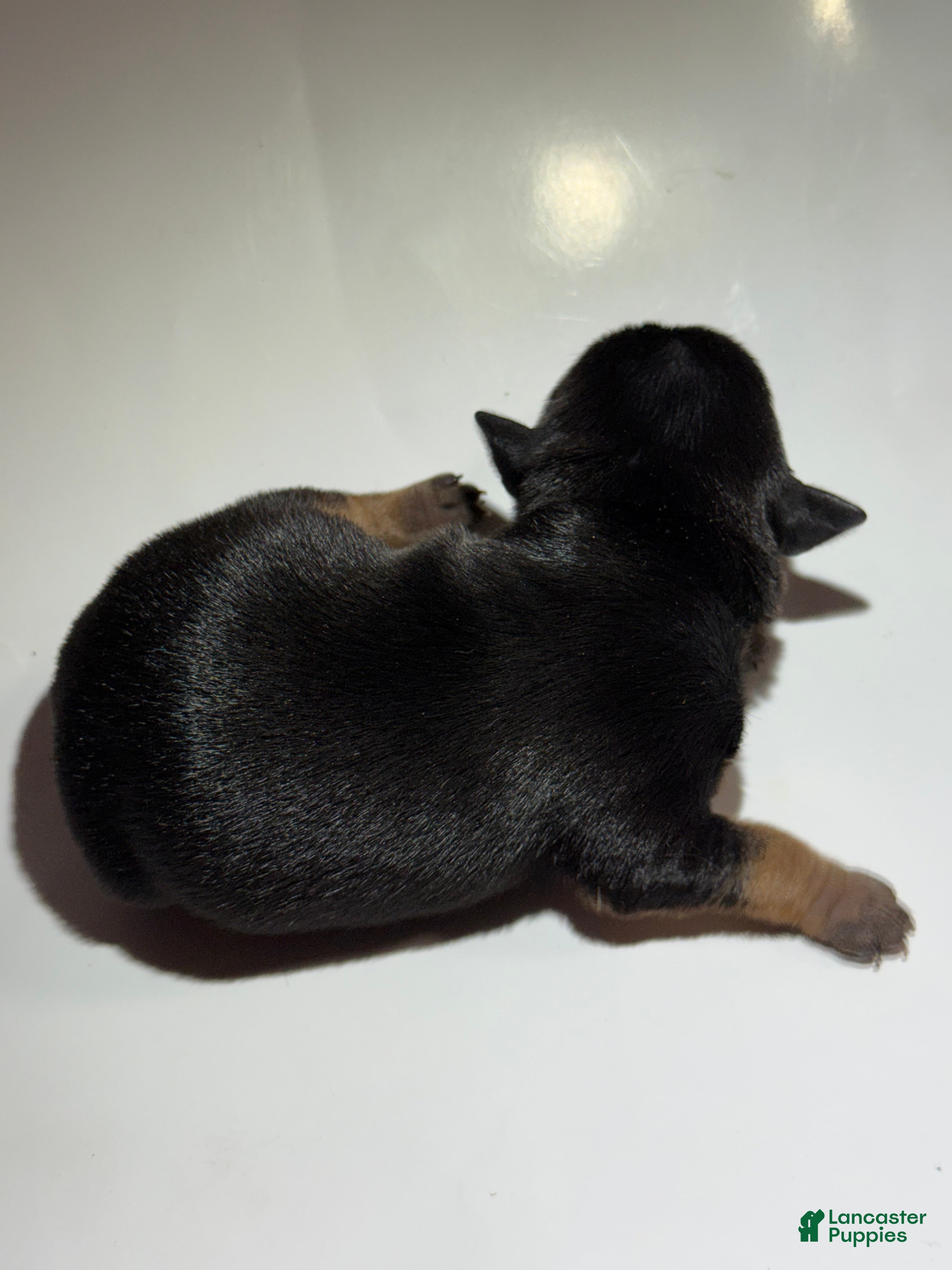 Rat Terrier dogs Dash - Ad 3