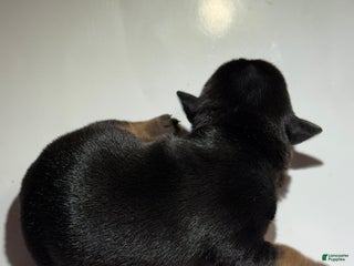 Rat Terrier dogs Dash - Ad 16