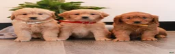 Golden Retriever dogs for sale: Jewel  - Ad 4