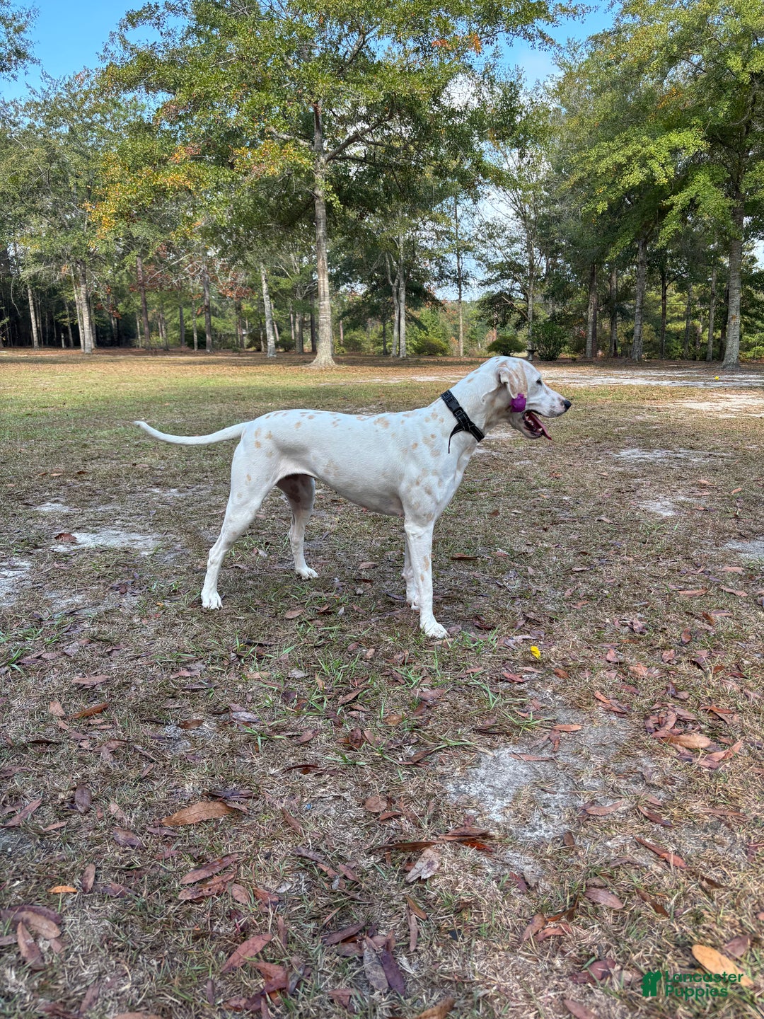 Dalmatian dogs for sale: Dalmatian Puppy 3 - Ad 2