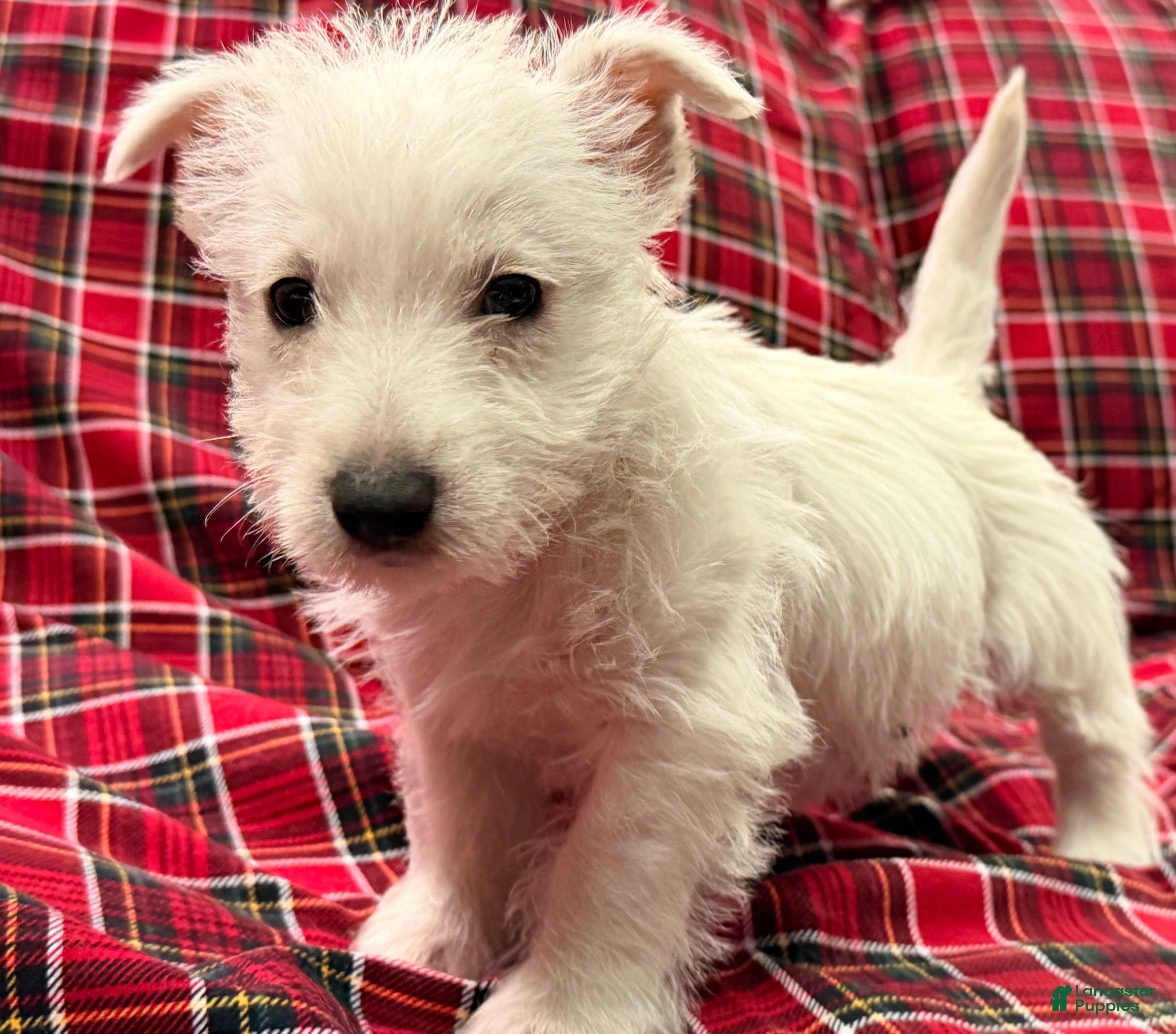 West Highland Terrier dogs Kollyn  - Ad 1