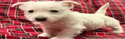 West Highland Terrier dogs for sale: Kollyn  - Ad 1