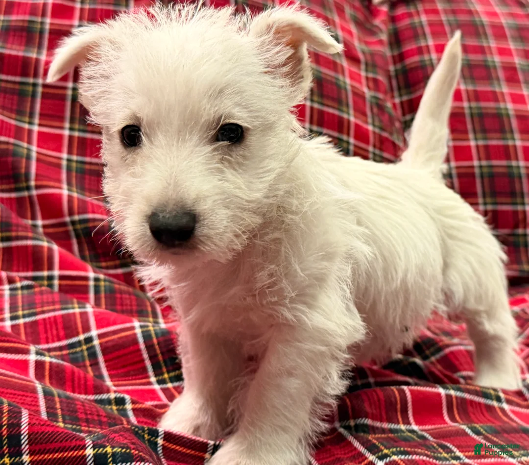 West Highland Terrier dogs for sale: Kollyn  - Ad 1