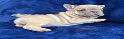French Bulldog dogs for sale: Lilac Beauty - Ad 5