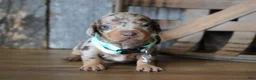 Miniature Dachshund dogs for sale: Jeremiah - Ad 3