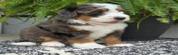 Mini Bernedoodle dogs for sale: Mini Jax - Ad 12