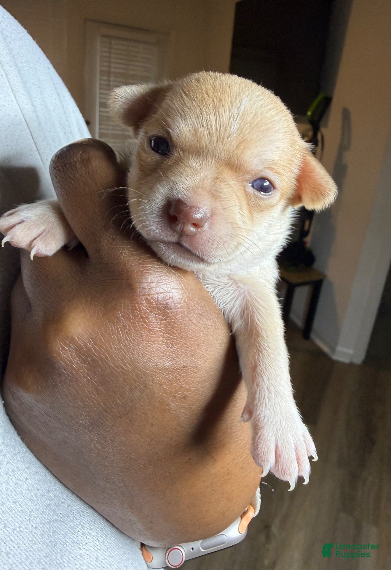 Chihuahua dogs for sale: Cream w/plain nose female - Ad 14