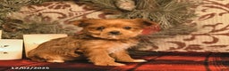 Shorkie dogs for sale: Archer  - Ad 2