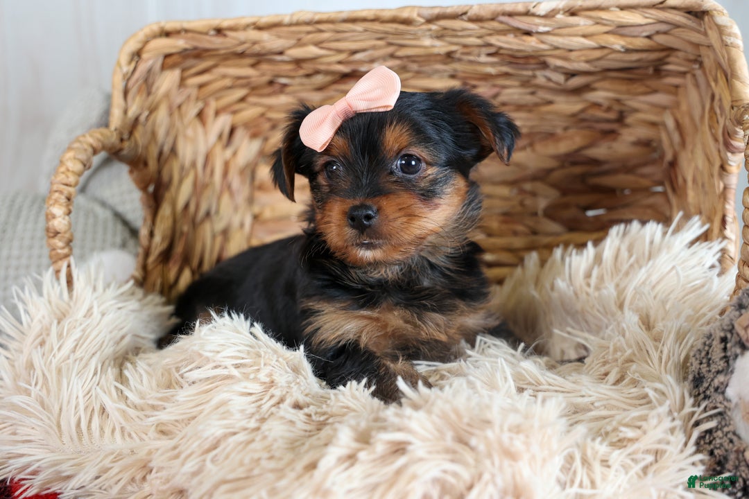 Yorkshire Terrier dogs for sale: COCO - Ad 11