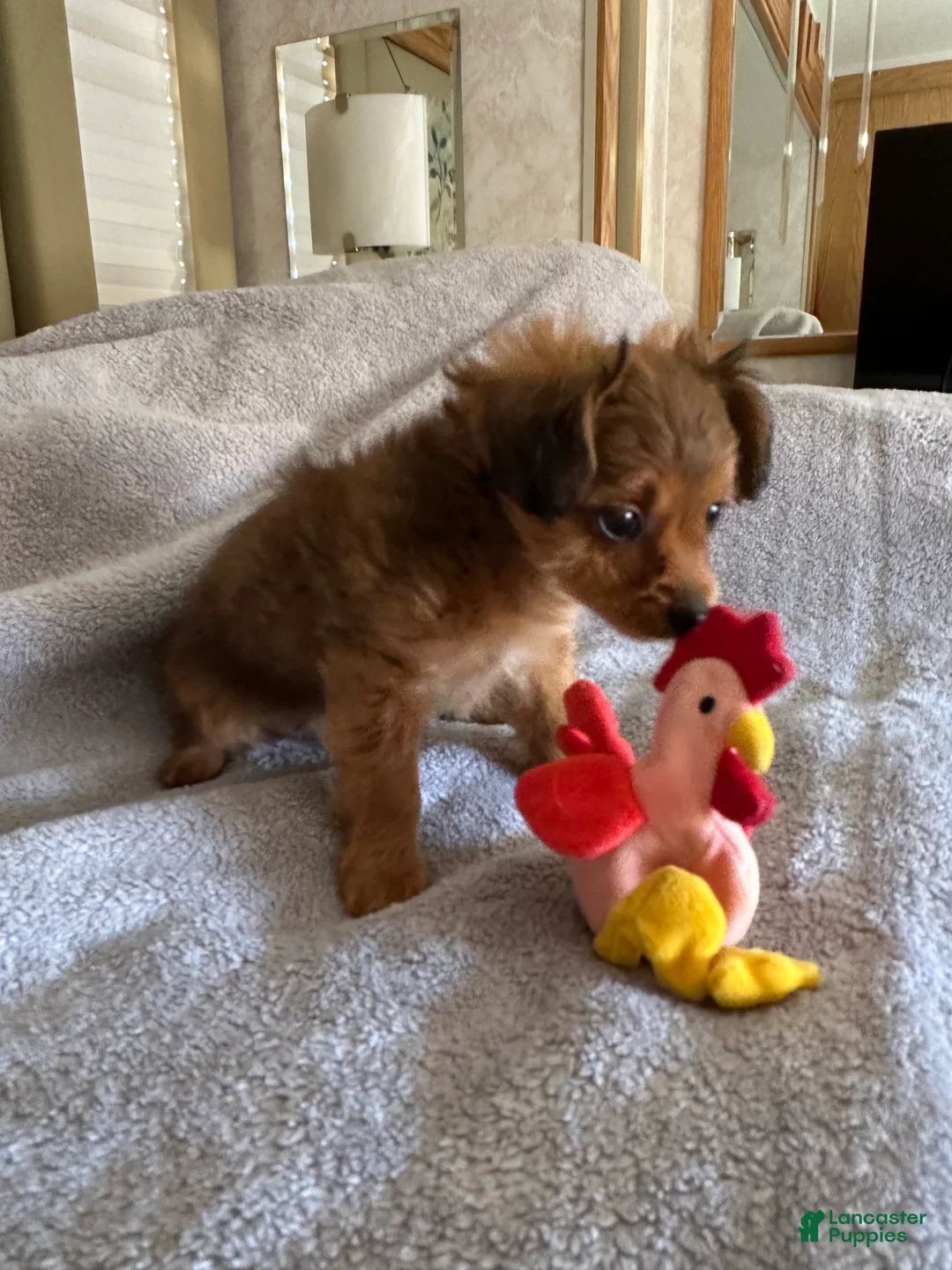Yorkiepoo dogs for sale: Yorkiepoo Puppy 4 - Ad 2