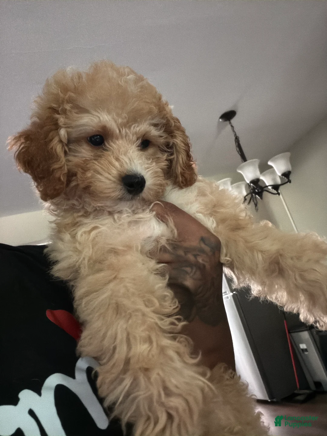 Miniature Poodle dogs for sale: Miniature Poodle 1 - Ad 6
