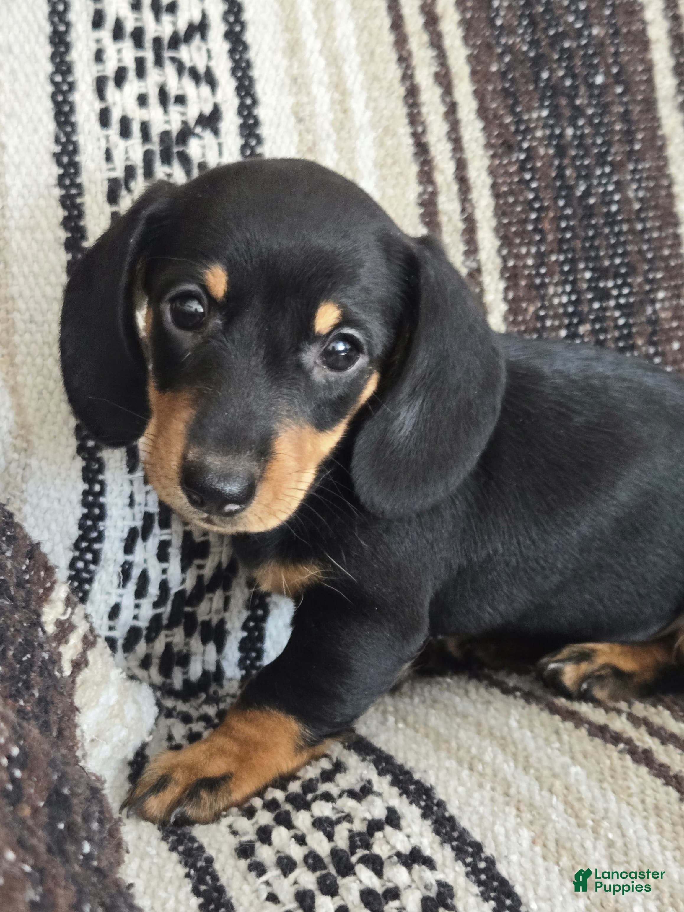 Miniature Dachshund dogs Emma - Ad 1