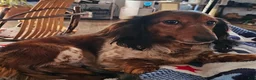 Miniature Dachshund dogs for sale: Miniature Dachshund 1 - Ad 3