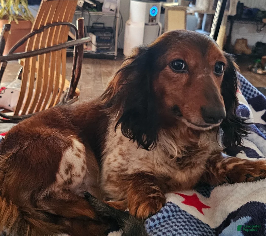 Miniature Dachshund dogs for sale: Miniature Dachshund 1 - Ad 3