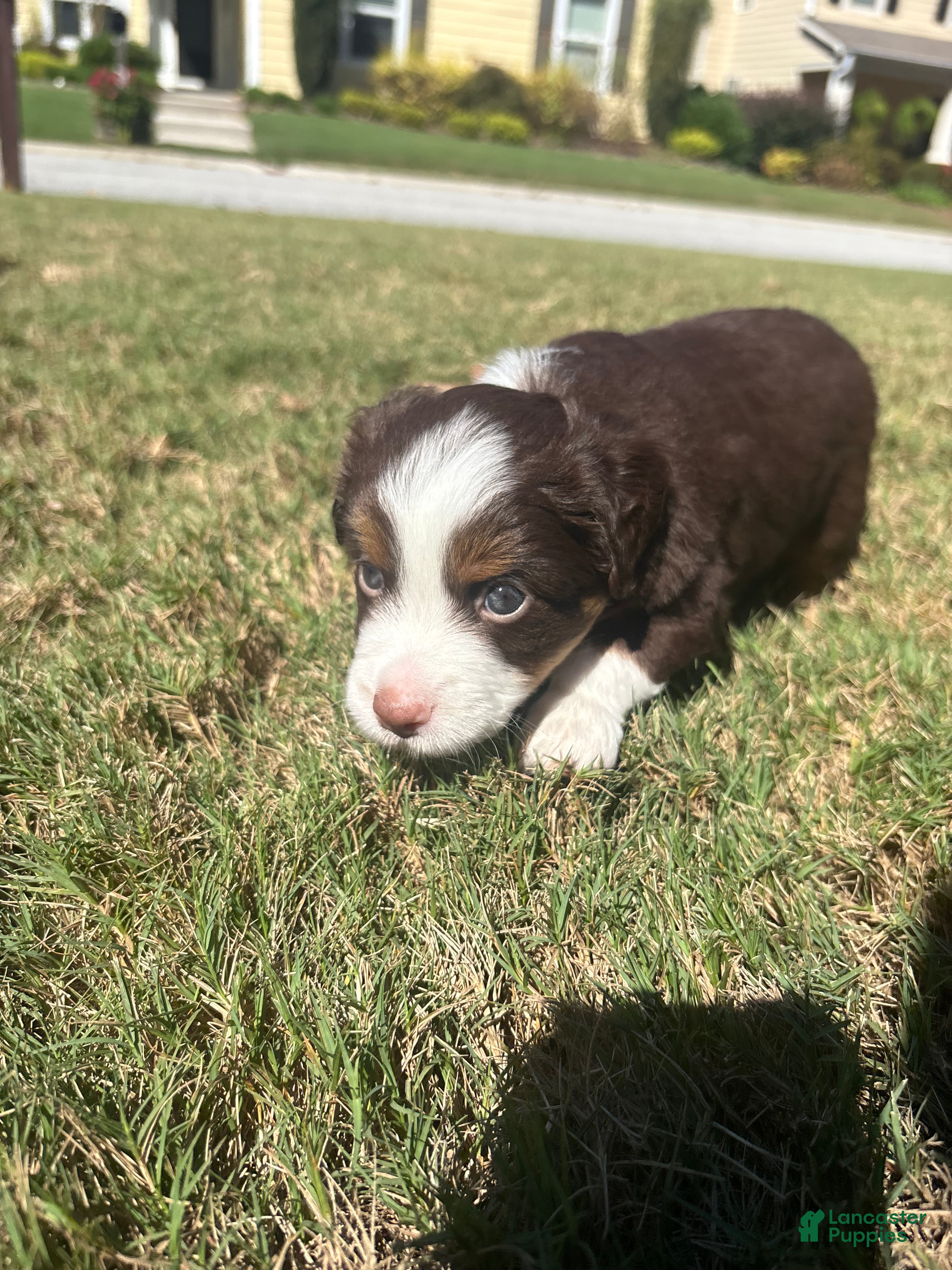 Miniature Australian Shepherd dogs Miniature Australian Shepherd 3 - Ad 2