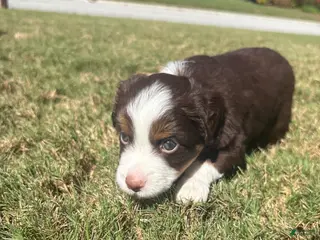 Miniature Australian Shepherd dogs Miniature Australian Shepherd 3 - Ad 2