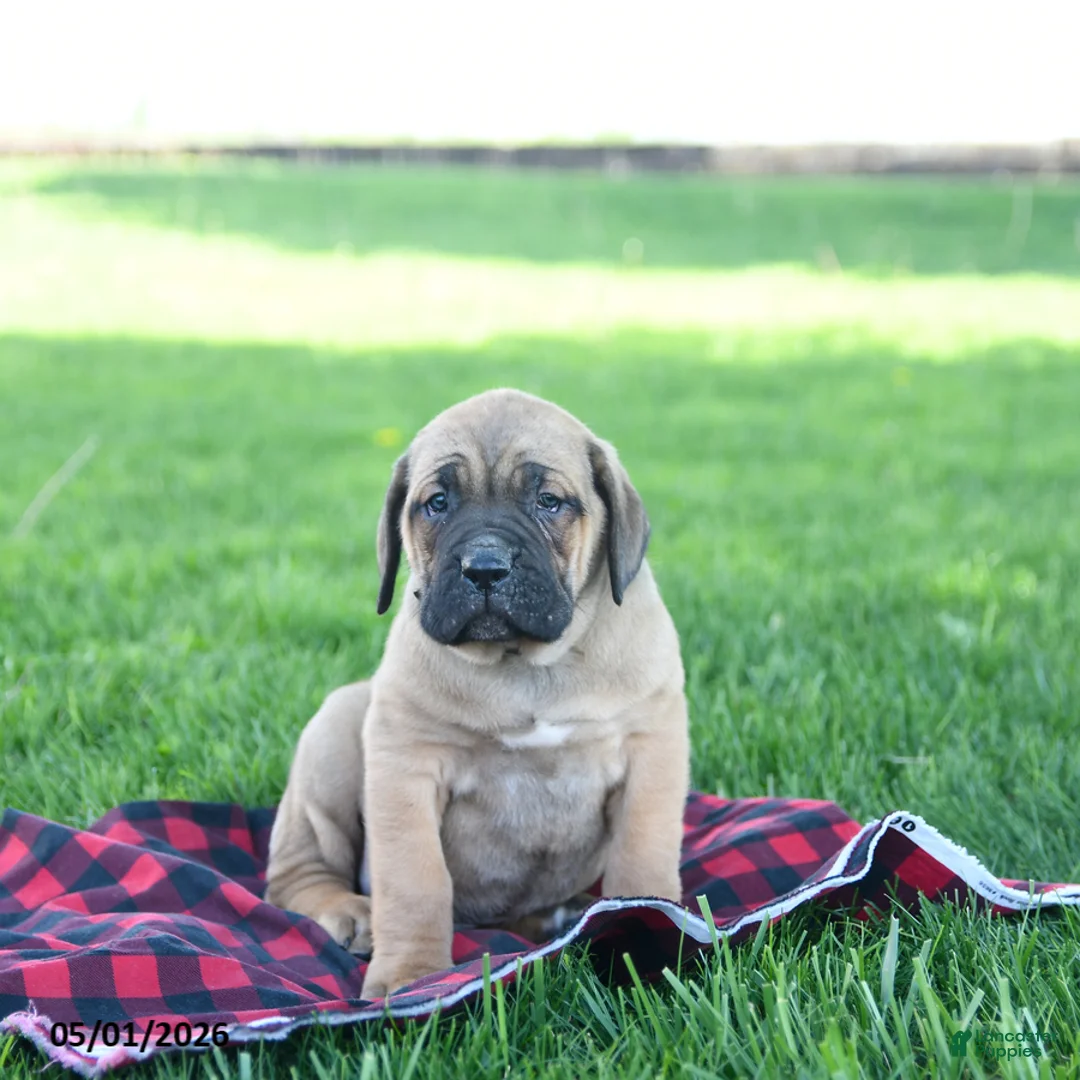 Cane Corso dogs for sale: Ivan - Ad 1