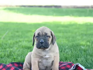 Cane Corso dogs for sale: Ivan - Ad 3