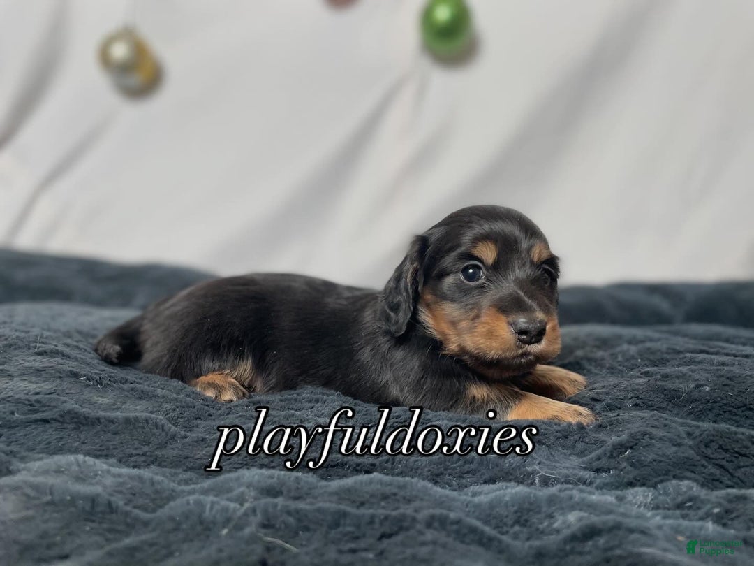 Miniature Dachshund dogs for sale: Long Haired Black & Tan Male Dachshund  - Ad 3