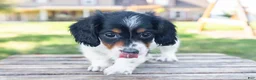 Miniature Dachshund dogs for sale: Button - Ad 8
