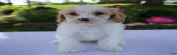 Cavapoo dogs for sale: Destiny - Ad 1