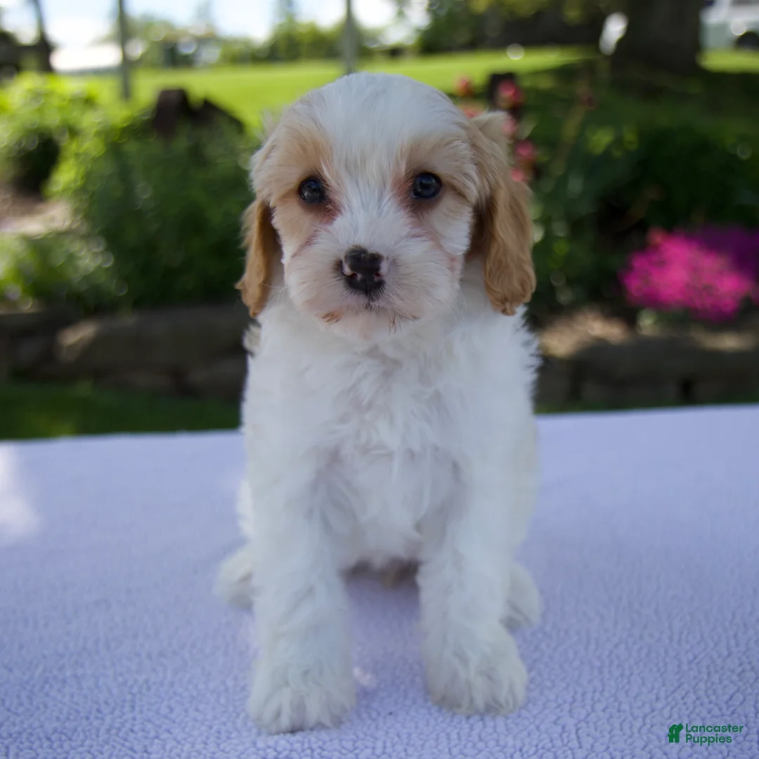Cavapoo dogs for sale: Destiny - Ad 1