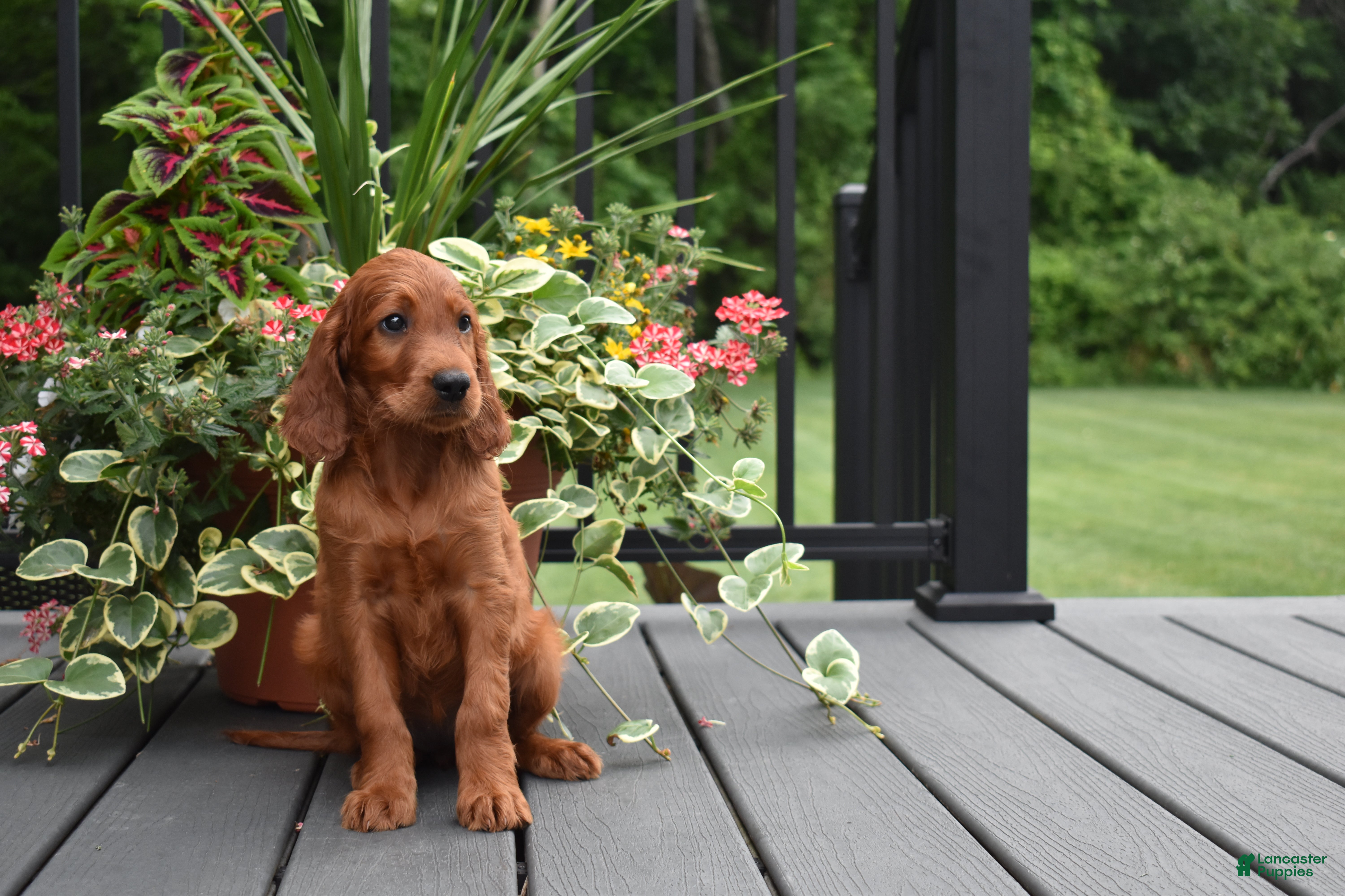 Irish Setter dogs Trixie - Ad 2