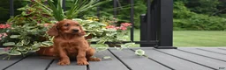 Irish Setter dogs for sale: Trixie - Ad 2