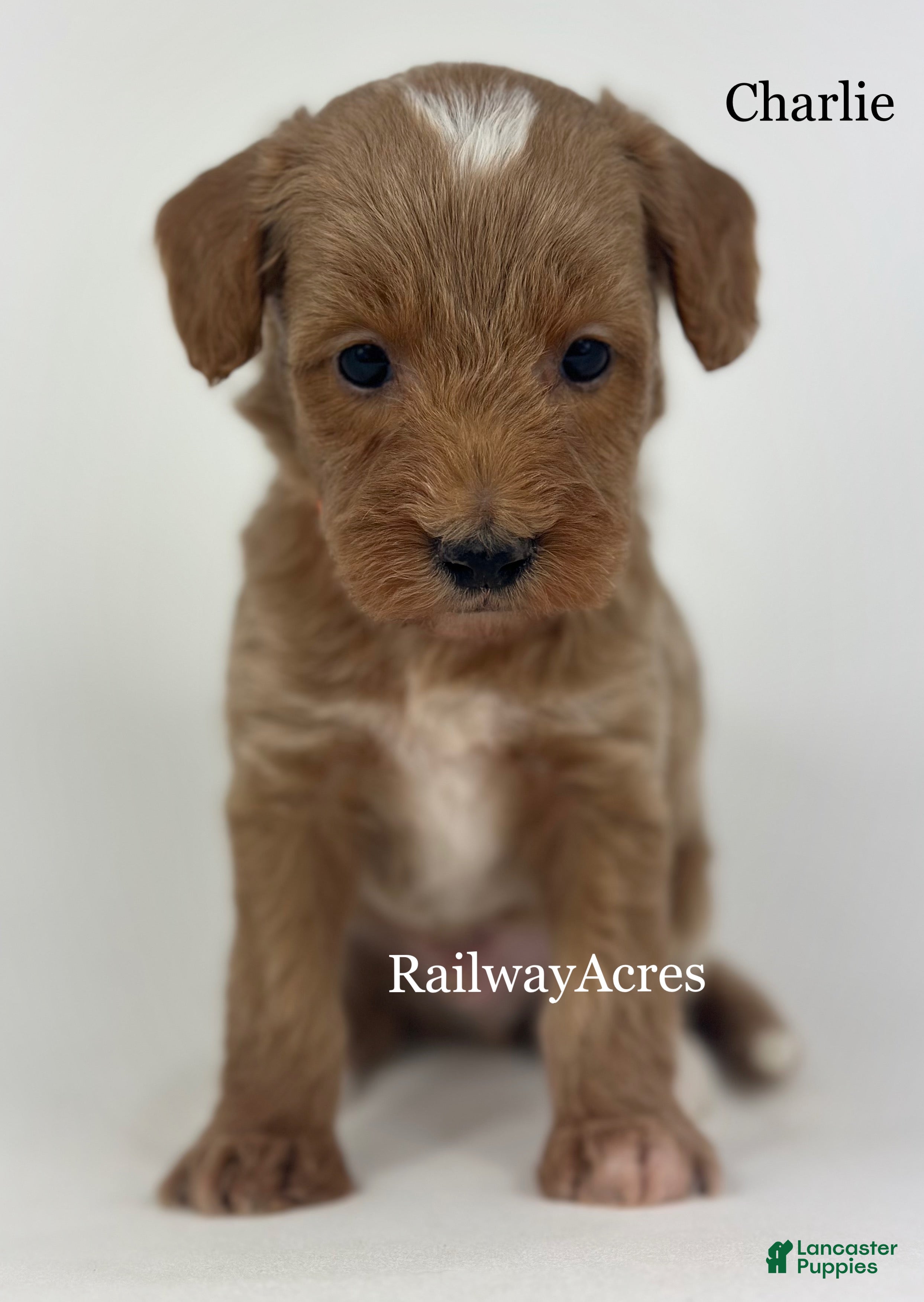 Goldendoodle dogs Charlie - Ad 42