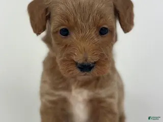 Goldendoodle dogs Charlie - Ad 42