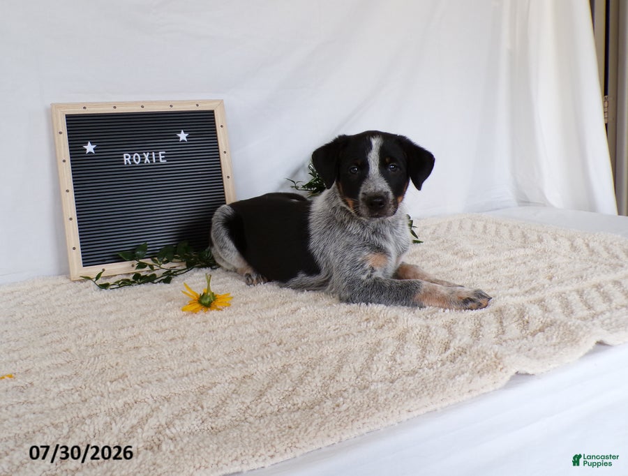 Australian Cattle Dog dogs Roxie - Ad 1