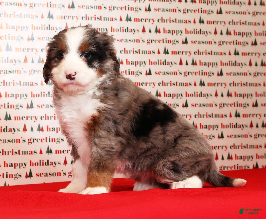 Mini Bernedoodle dogs for sale: Noel - Ad 7