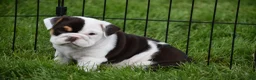 Beabull dogs for sale: Nova - Ad 6