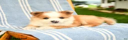 Pomeranian dogs for sale: Merrick - Ad 3