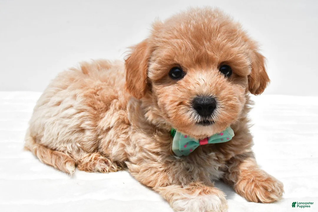 Maltipoo dogs for sale: Lincoln - Ad 2