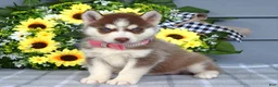 Siberian Husky dogs for sale: Haddie - Ad 7
