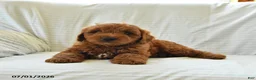 Mini Goldendoodle dogs for sale: Leo - Ad 4