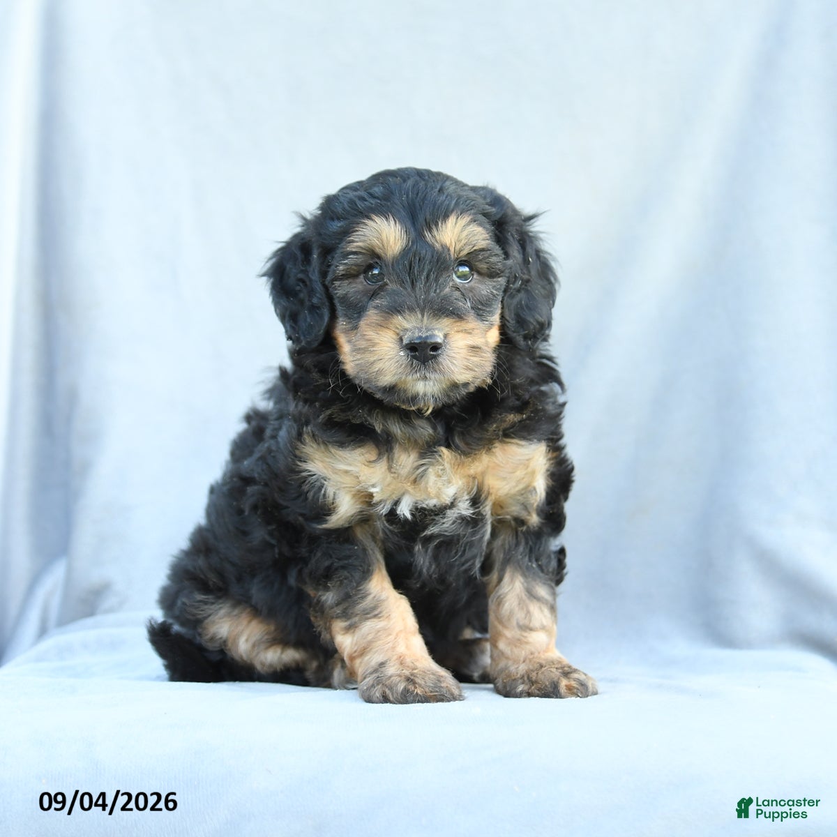 Mini Bernedoodle dogs Miles - Ad 1