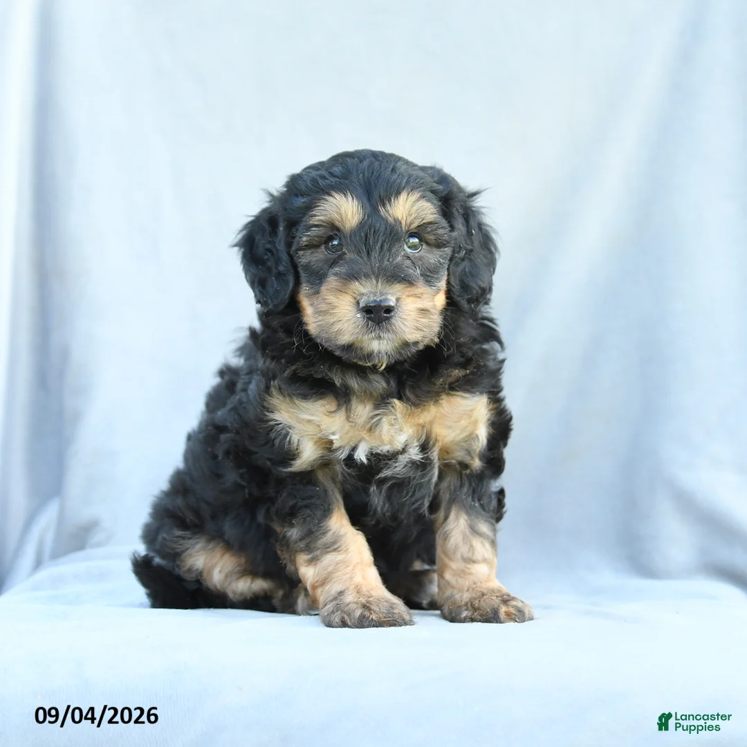 Mini Bernedoodle dogs for sale: Miles - Ad 1