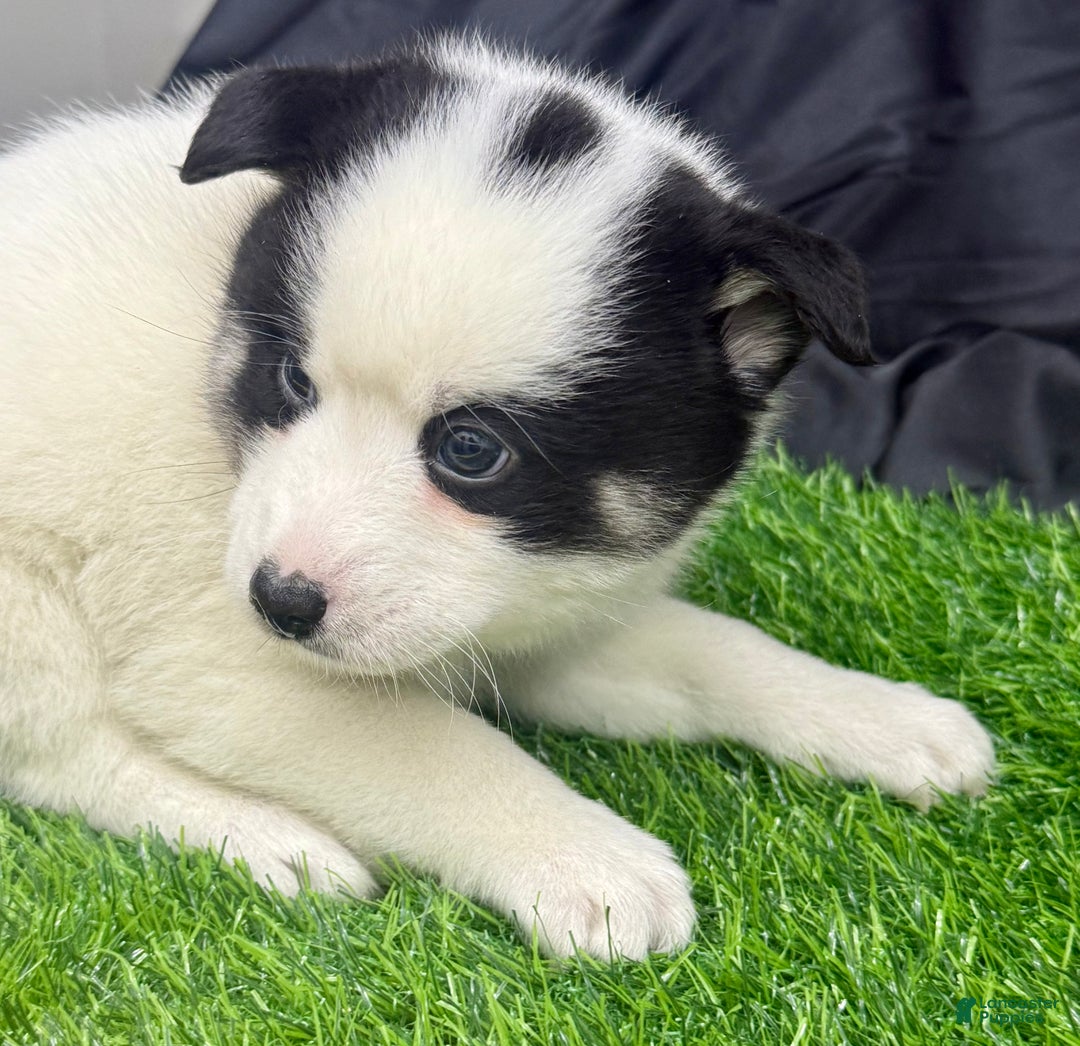 Mixed Breed dogs for sale: Frost - Ad 12