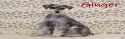 Miniature Schnauzer dogs for sale: Teddy - Ad 4