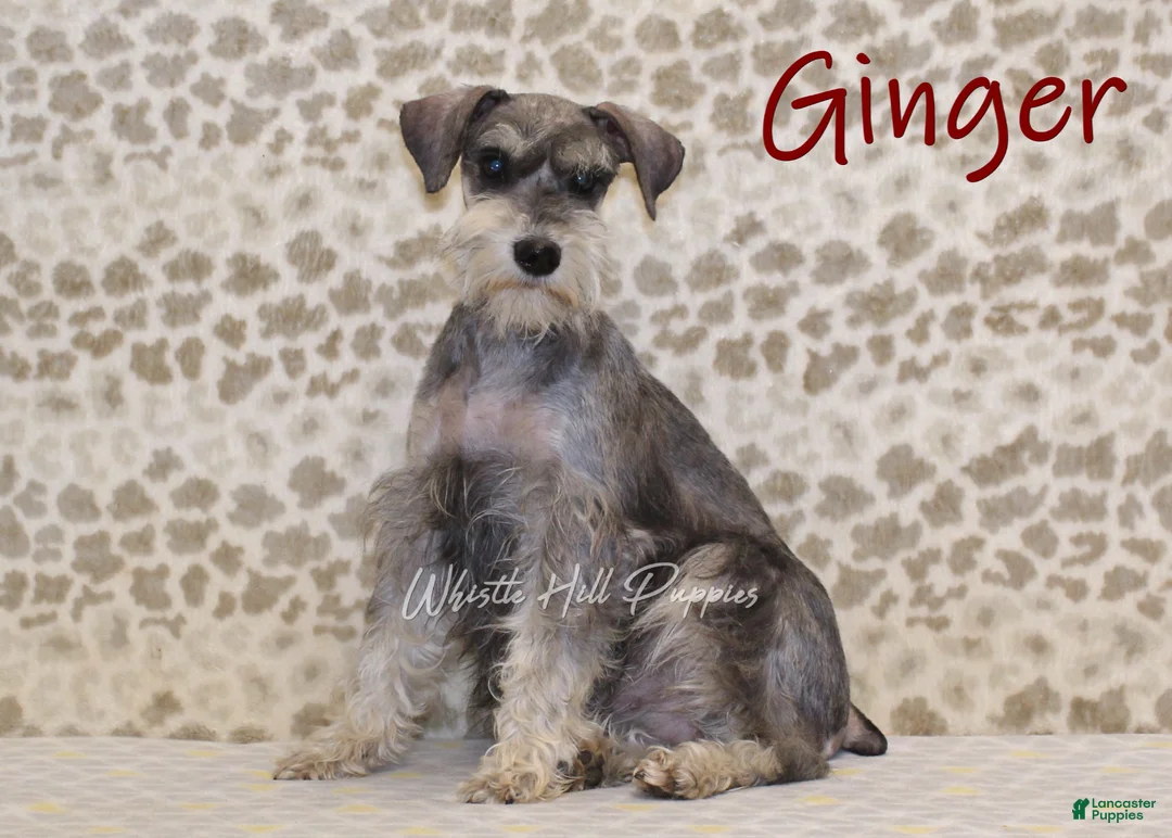 Miniature Schnauzer dogs for sale: Teddy - Ad 4