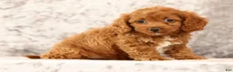 Cavapoo dogs for sale: Fay - Ad 7