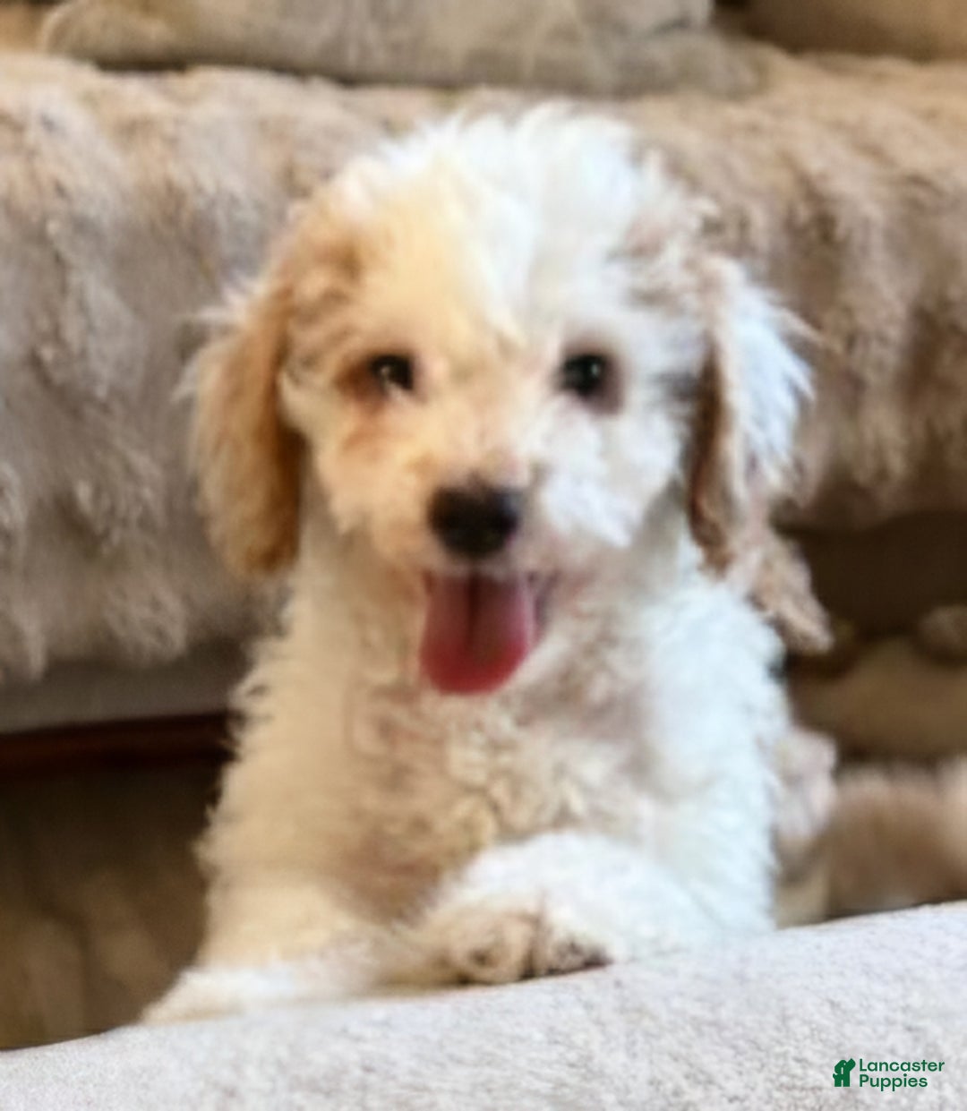 Mini Goldendoodle dogs for sale: Jake - Ad 2